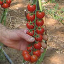 Pomodoro Ciliegino