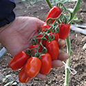 Pomodoro Datterino