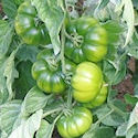 Pomodoro Marinda