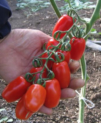 Pomodoro datterino di Pachino