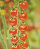 Pomodoro ciliegino di Pachino