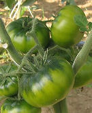 Pomodoro costoluto di Pachino